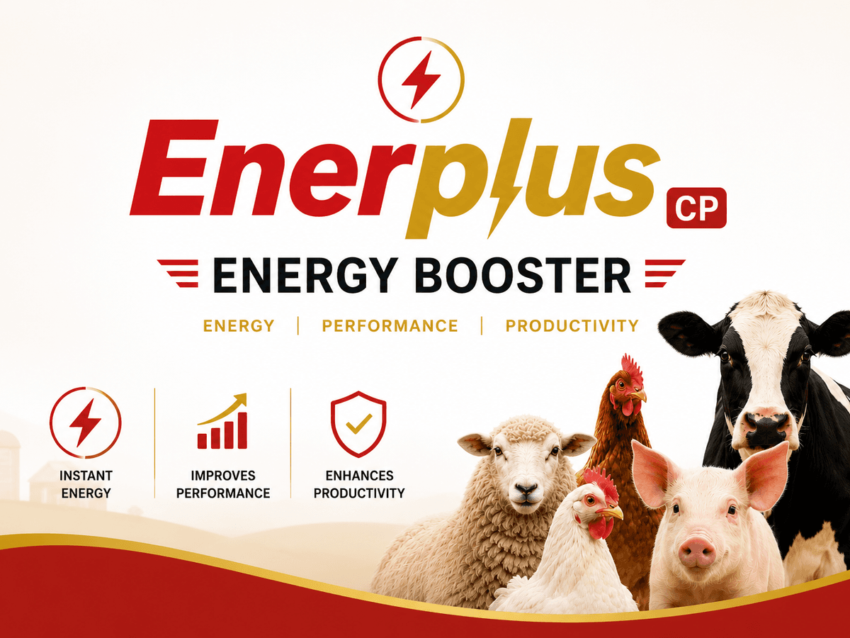 Enerplus CP