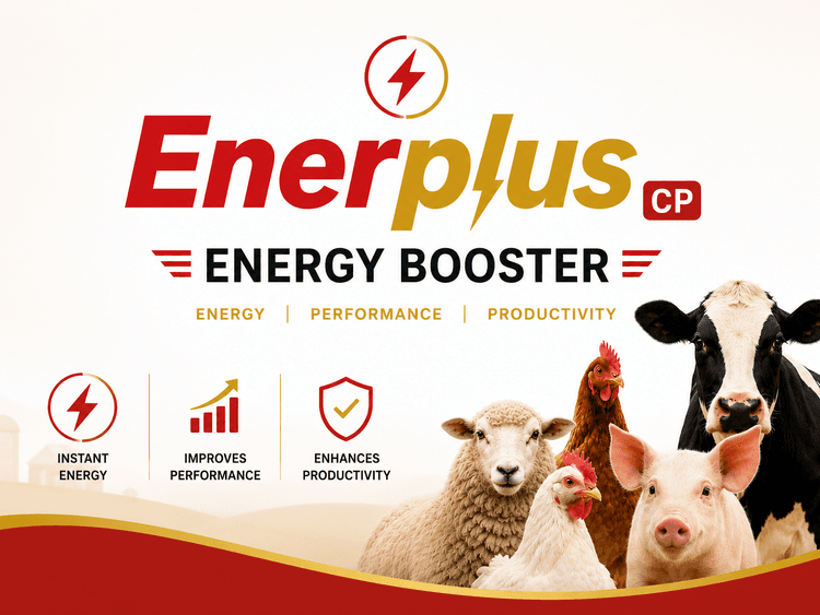 Enerplus CP