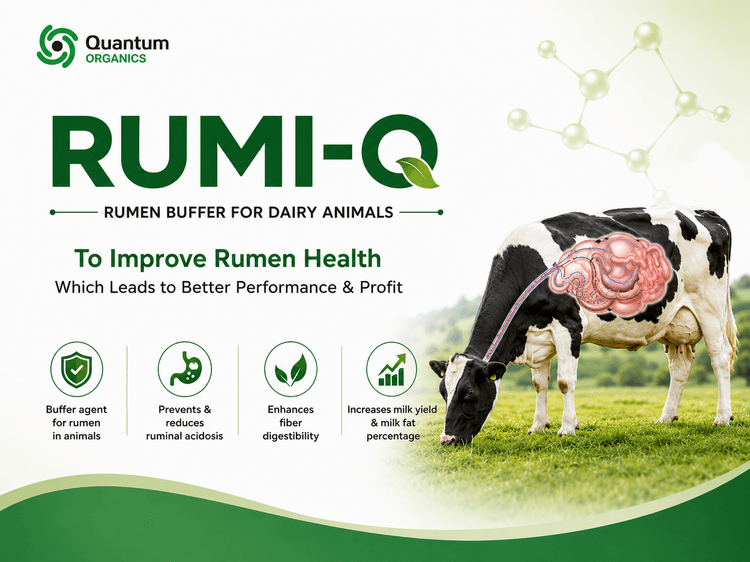 Rumi-Q Advance